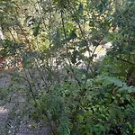 Relun L