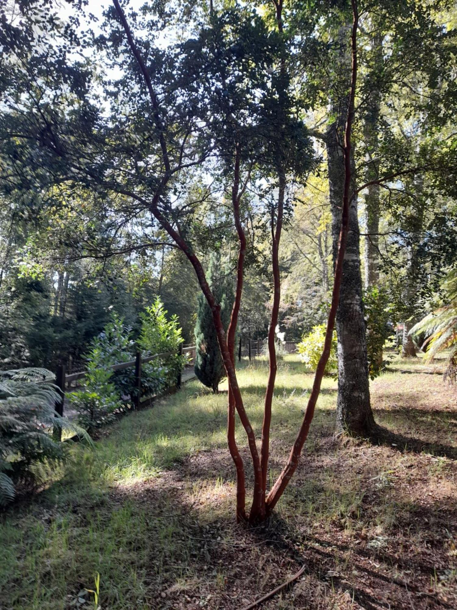 Relun L Chalé Villarrica