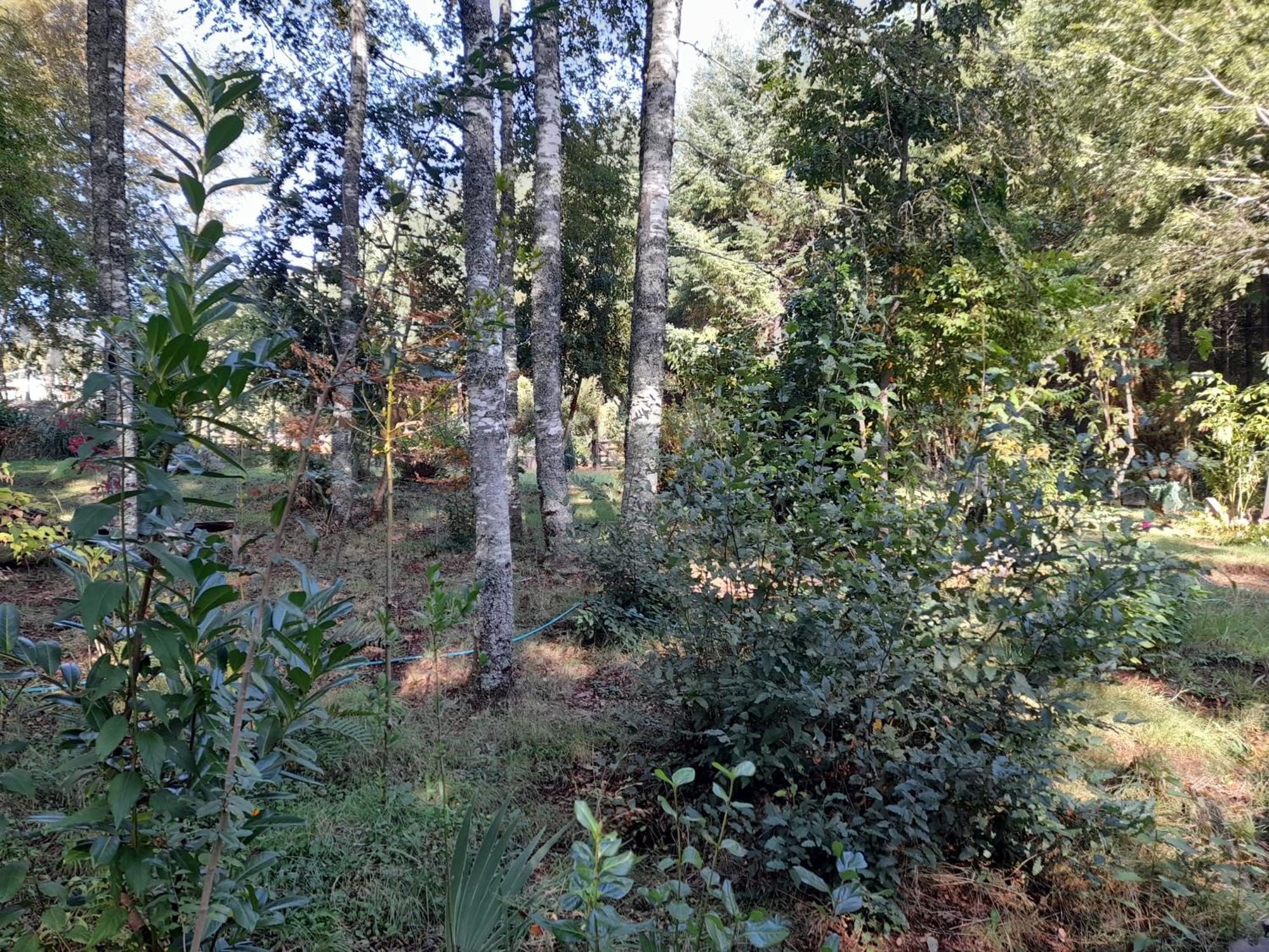 Relun L Villarrica